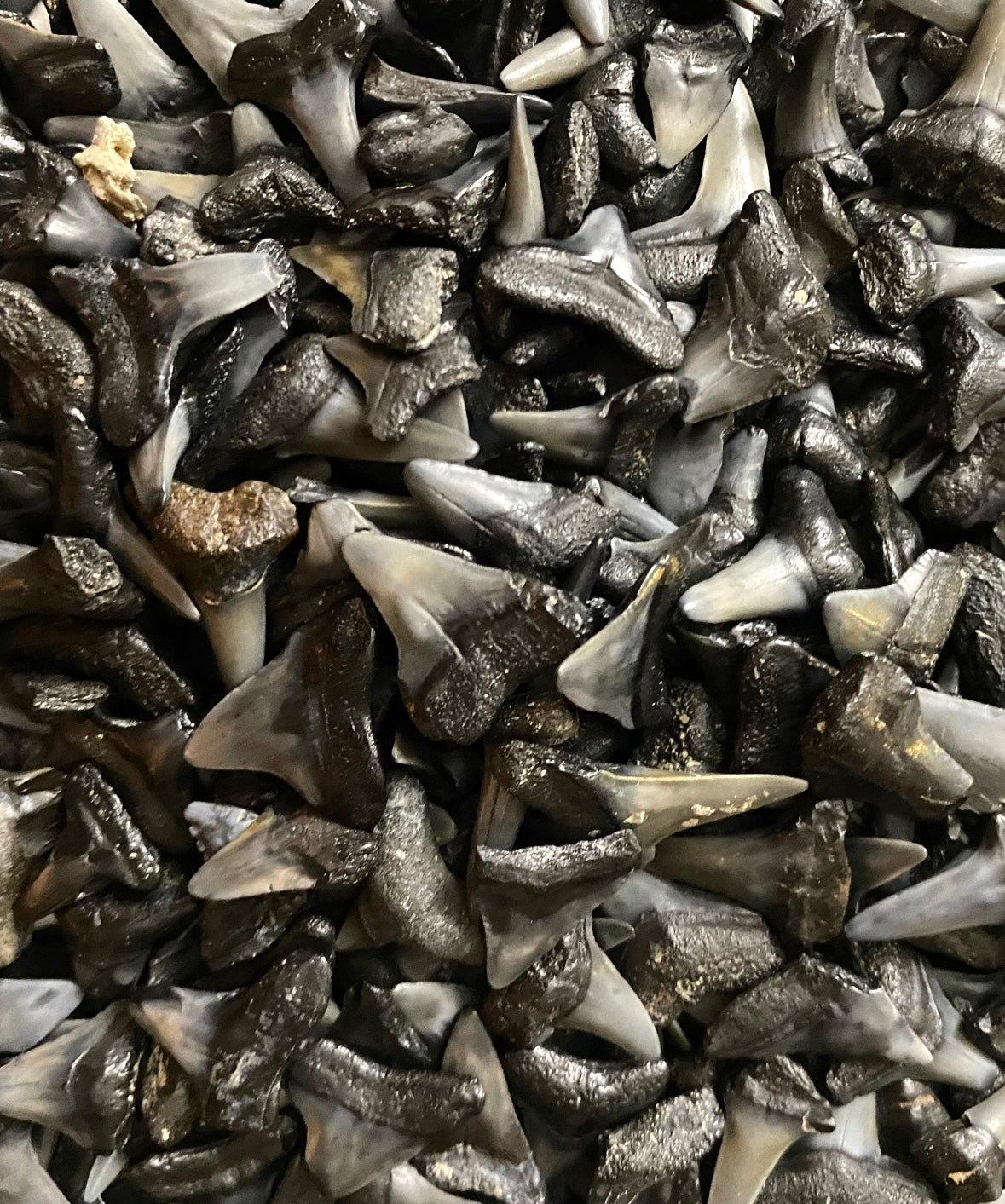 Real Shark Tooth Charm